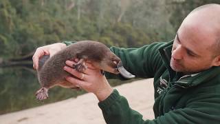 'George' the Platypus released back into the wild