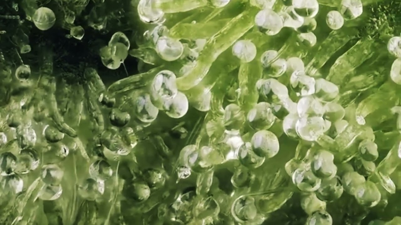 The Amazing Close-Up View of Cannabis Magical Buds 