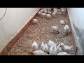 مزرعتي الصغيره