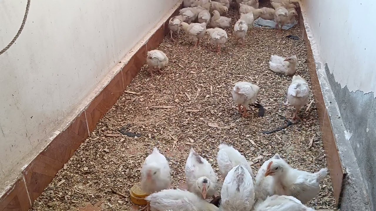 مزرعتي الصغيره