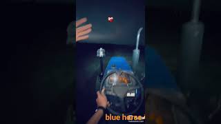 blue horse🐴🐎 #