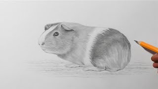 how to draw a guinea pig pencil drawing for beginners