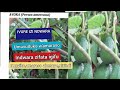 🥠Avocado Avoka Twige Ivura Byinshi Ikaze Mukiganiro Ishuri Ry Imiti Cyanone 🥠Avocado Avoka Twige Ivura Byinshi Ikaze Mukiganiro Ishuri Ry Imiti Cyanone