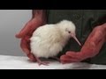 Second rare white kiwi hatches in new zealand