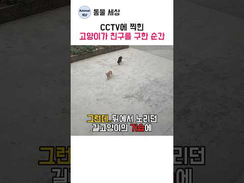 CCTV에 찍힌 고양이가 친구를 구한 순간