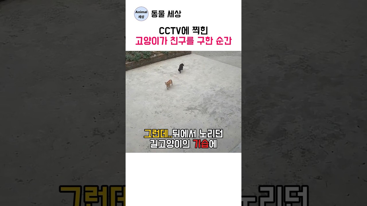 CCTV에 찍힌 고양이가 친구를 구한 순간