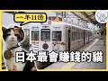 日本最離譜的一條鐵路:讓貓當站長,結果把快廢棄的線路救活了!