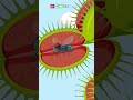 Understanding the Venus Fly Trap