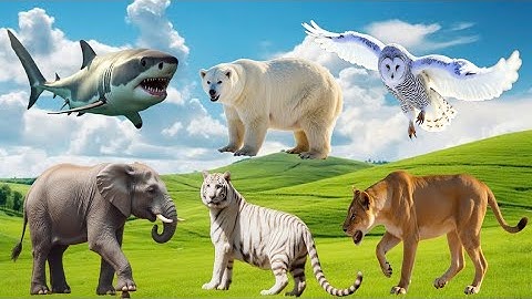 Beautiful Animal Moments - Dog, Cat, Chicken, Elephant, Cow, Sheep by Animal Sounds and movements