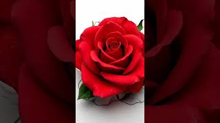 #rose #redrose #sketch #realflower #r #beautiful #roseflower #rosé screenshot 4