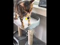 Funniest reaction of cats to catnip! #shorts #cats #funny #memes