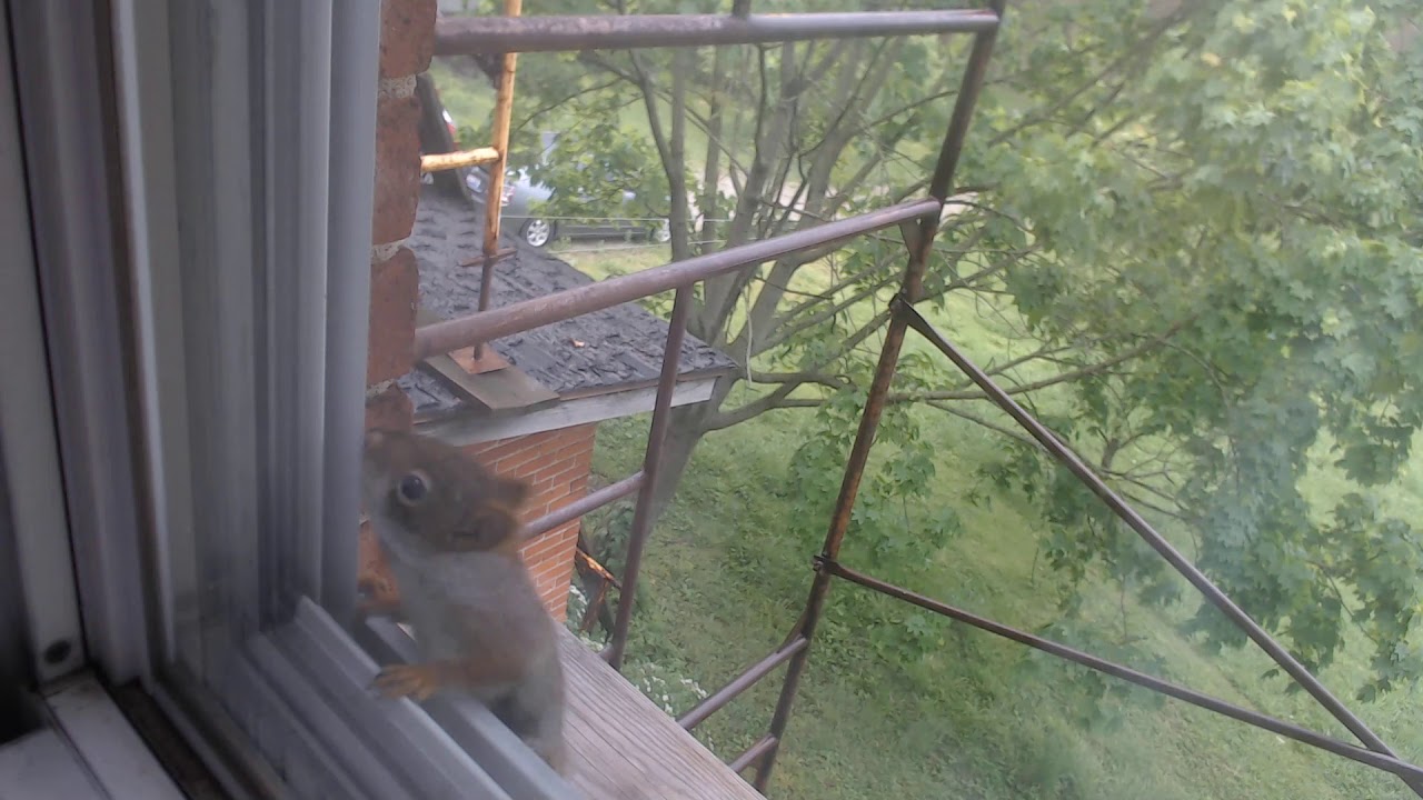SQUIRRELS ARE EATING THE BRICKS YouTube