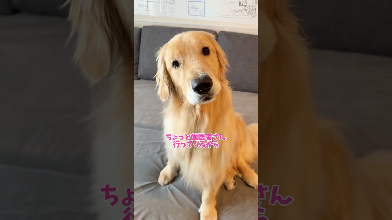 えびぃぃぃ！🍤 #大型犬 #ゴールデンレトリバー