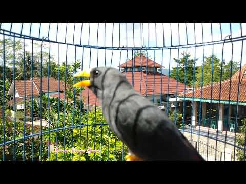 Jalak Rio Panggil-panggil Kawan || Pancingan Jalak Rio