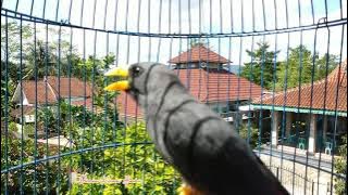 Jalak Rio Panggil-panggil Kawan || Pancingan Jalak Rio