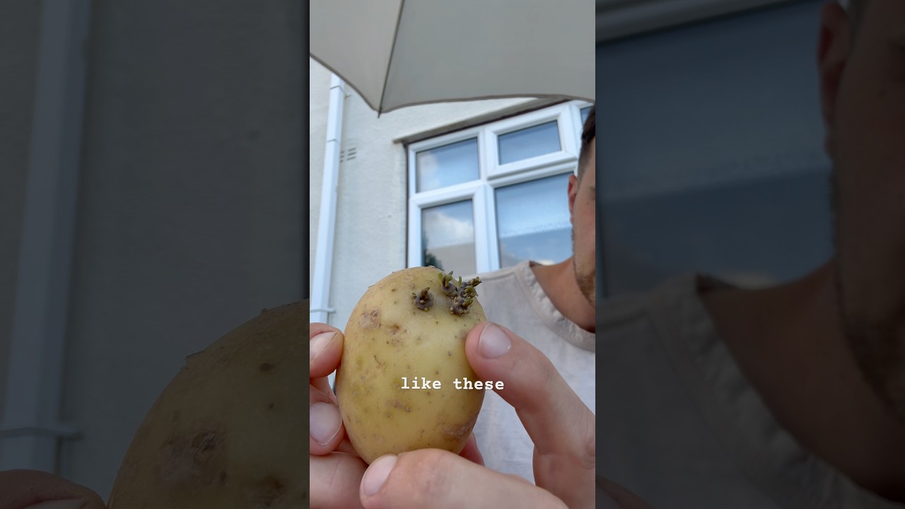 A tip for growing potatoes - potato eyes 