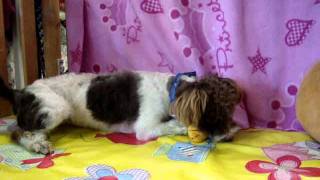 MuttShack Burbank Pet Adoptions Sofie MPG