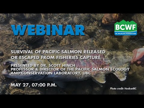 "Survival of Pacific salmon released or escaped from fisheries capture" on May 27, 2021.