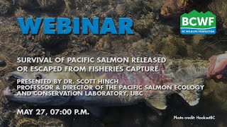 "Survival of Pacific salmon released or escaped from fisheries capture" on May 27, 2021.