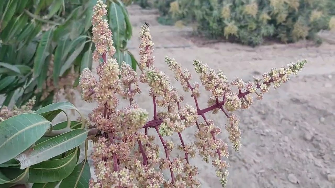 معاملات وقت تزهير #المانجو