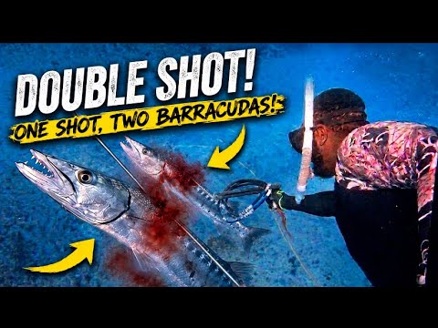 Has Anyone Ever Done This ?? Two Barracudas , One Shot!