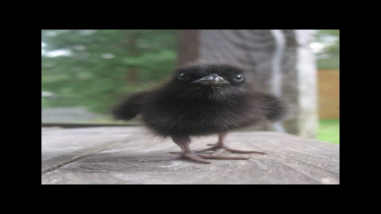 Veronicas - Untouched (Dan Larkin Remix NXC)