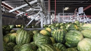 Packing Watermelon with Van Groningen & Sons