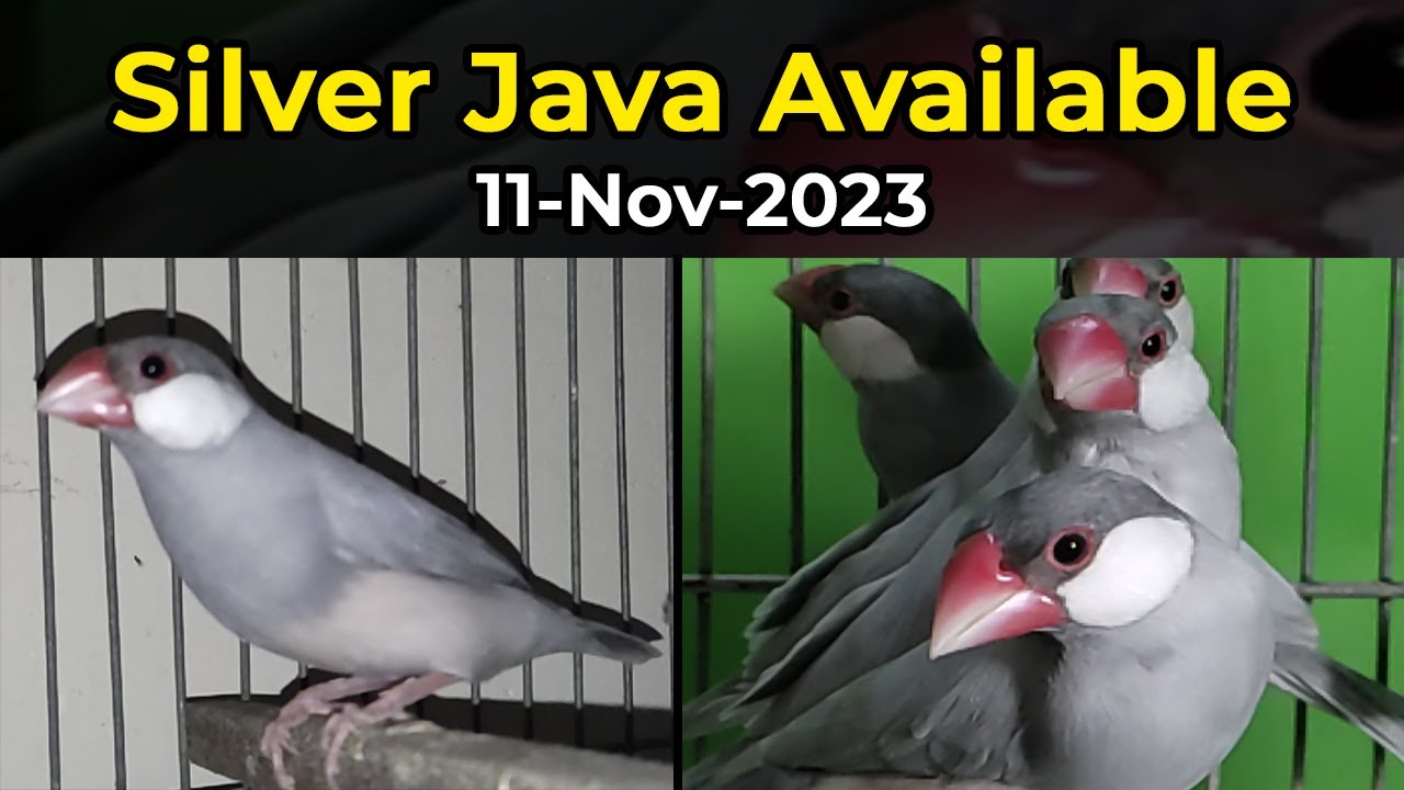 Silver Java Breeder & Ready For Breed Pairs Available Urdu/Hindi