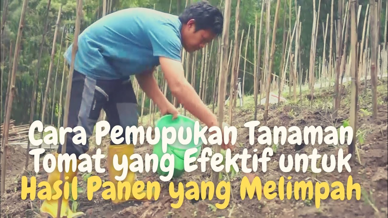 Cara Pemupukan Tanaman Tomat yang Efektif untuk Hasil Panen yang Melimpah