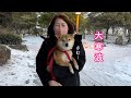 寒さに震えて歩けなくなった柴犬を抱き抱えてすぐ避難しました。