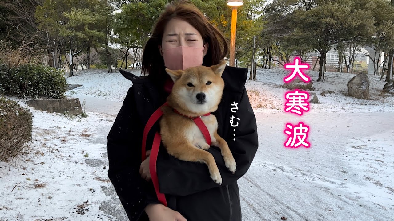NO61 冬でも元気❤️柴犬ちゃんᒼᑋªⁿ❤︎* maxresdefault.jpg