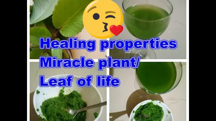 Health benefits of miracle plant/leaf of life #herbal #healthbenefits #homeremedies #DIY