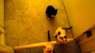 Kittens crying for attention. Mia, Sophia and Izzie 5863.AVI