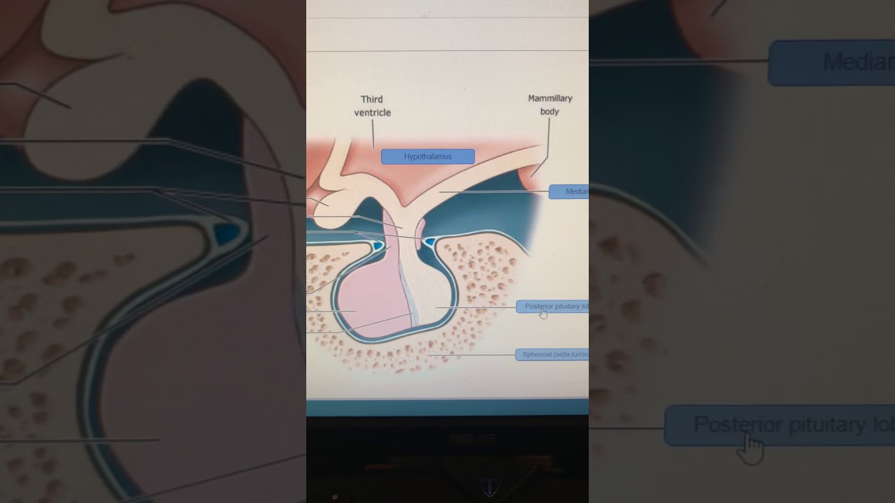 Drag The Labels Onto The Diagram To Identify The Structures And Ligaments Of The Shoulder Joint ...