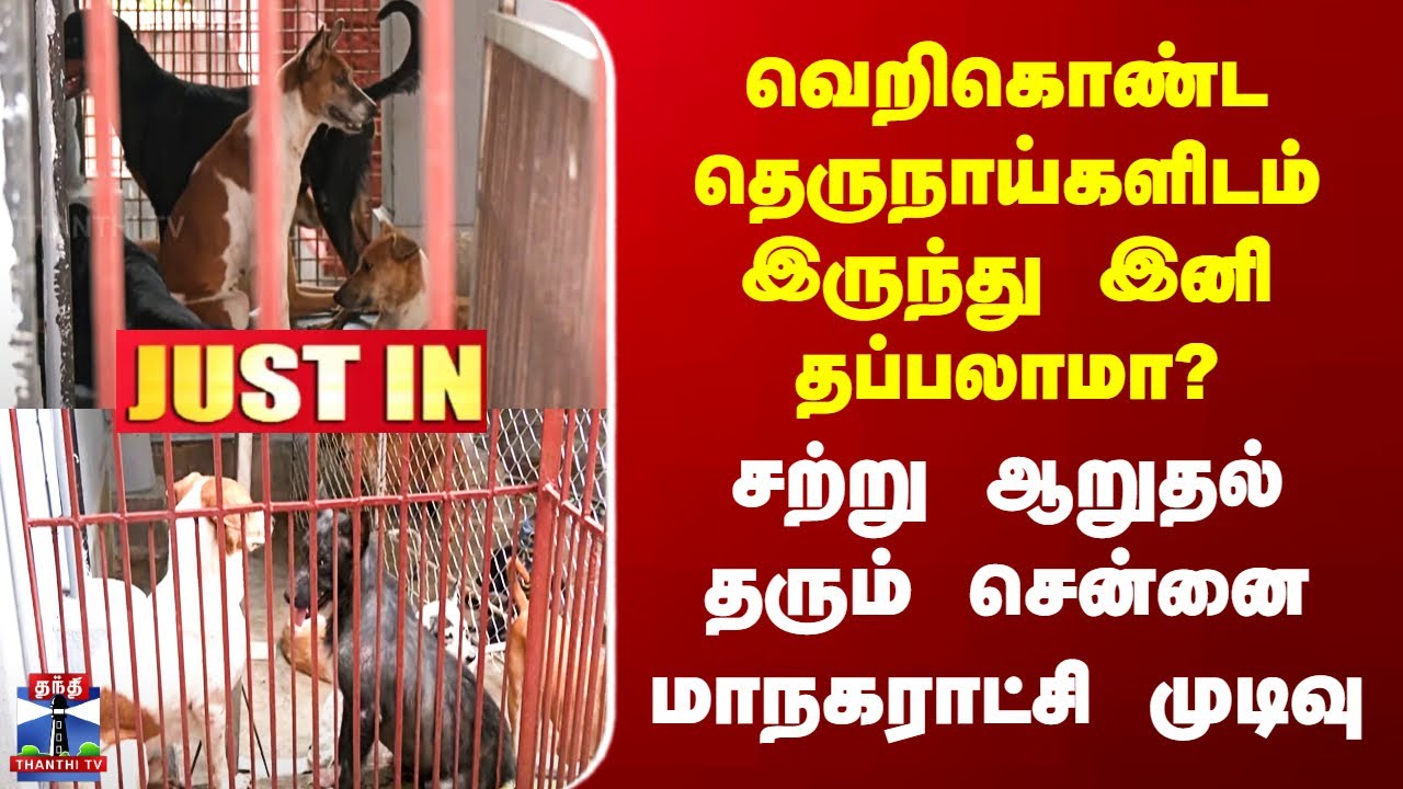 Stray Dog வெறிகொண்ட தெருநாய்களிடம் இருந்து இனி தப்பலாமா? சற்று ஆறுதல் தரும் சென்னை மாநகராட்சி முடிவு