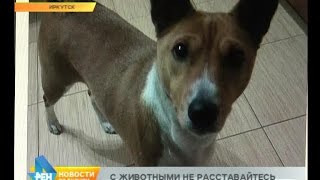 Интернет как главный помощник в поисках пропавших животных Интернет как главный помощник в поисках пропавших животных