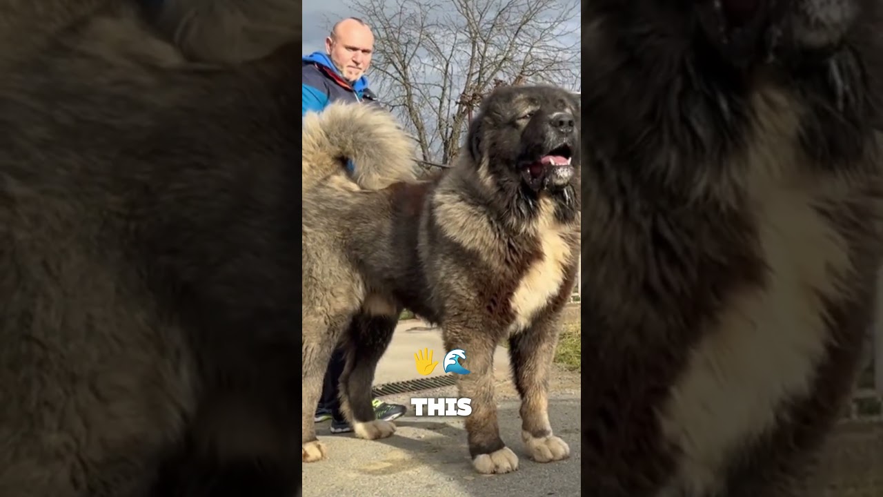 Scary Russian Dog Breeds That'll Make Wolves Run 