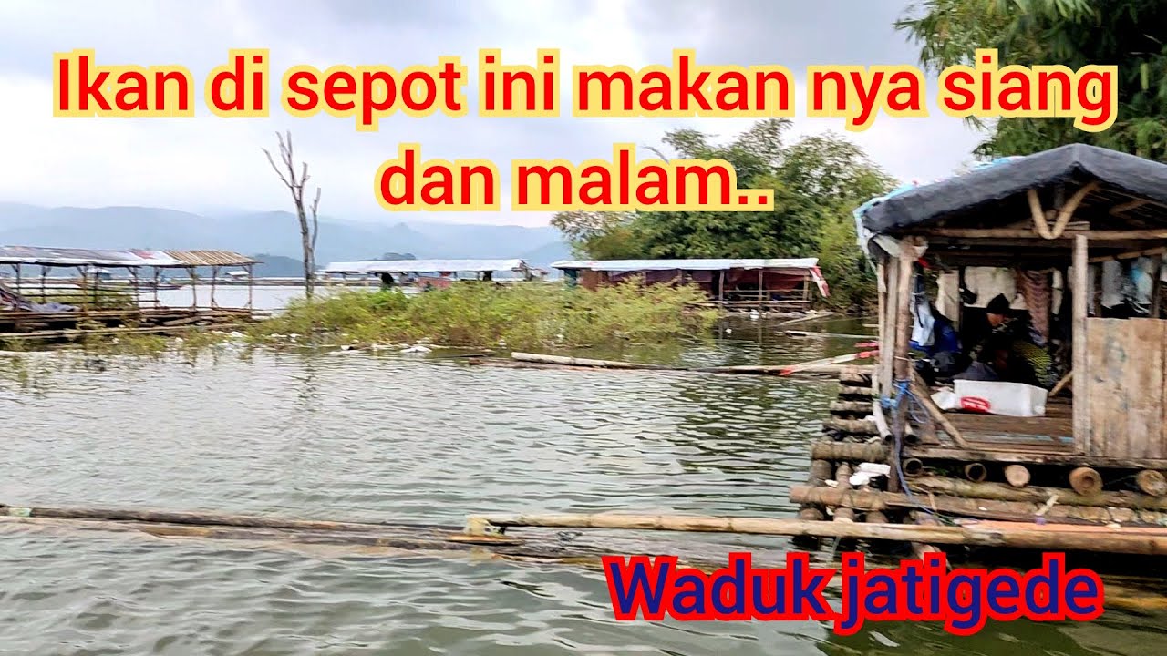 Baru pertama kali ini mancing di waduk jatigede ikannya sebesar ini, #mancingliar
