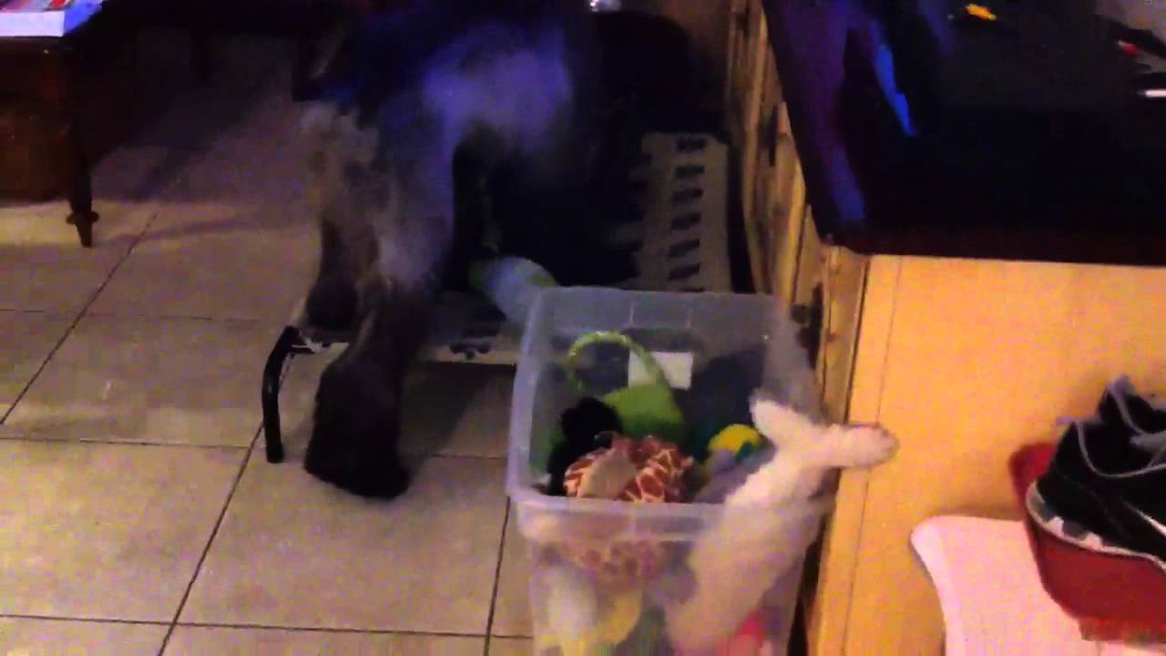 Afghan Hound's cheap toy