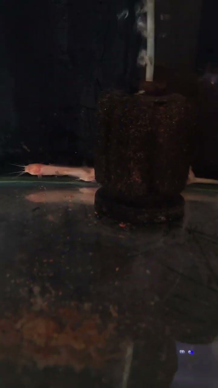 😇My Status - ShareChat