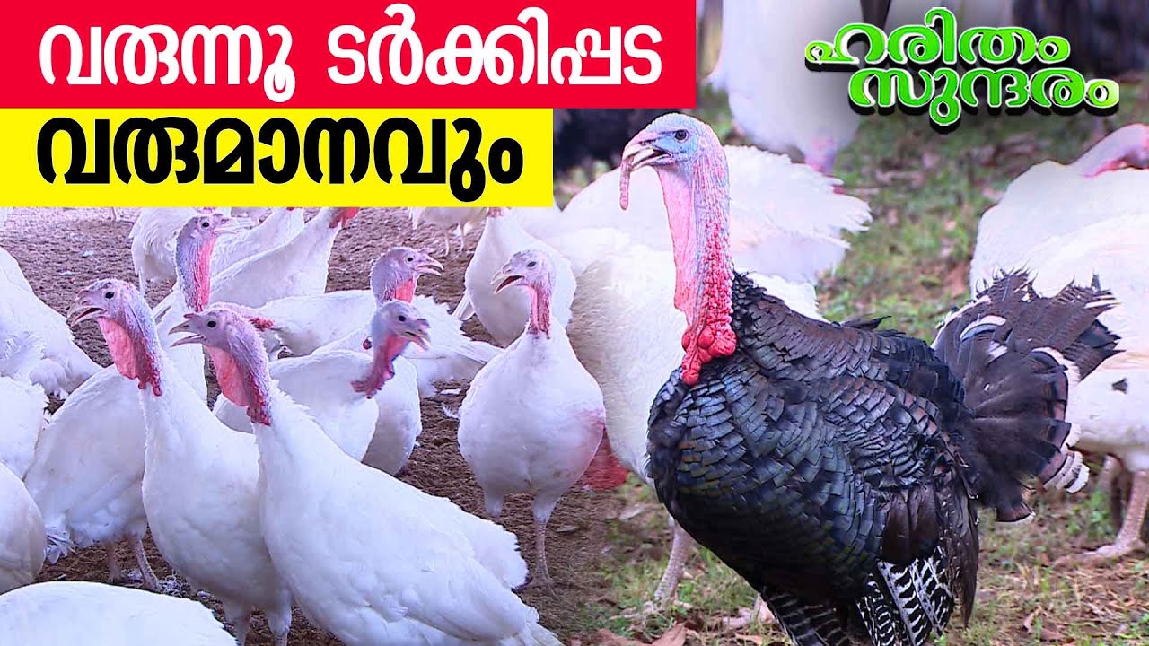 Earn lakhs of income through Turkey farming | Haritham Sundaram EP 431