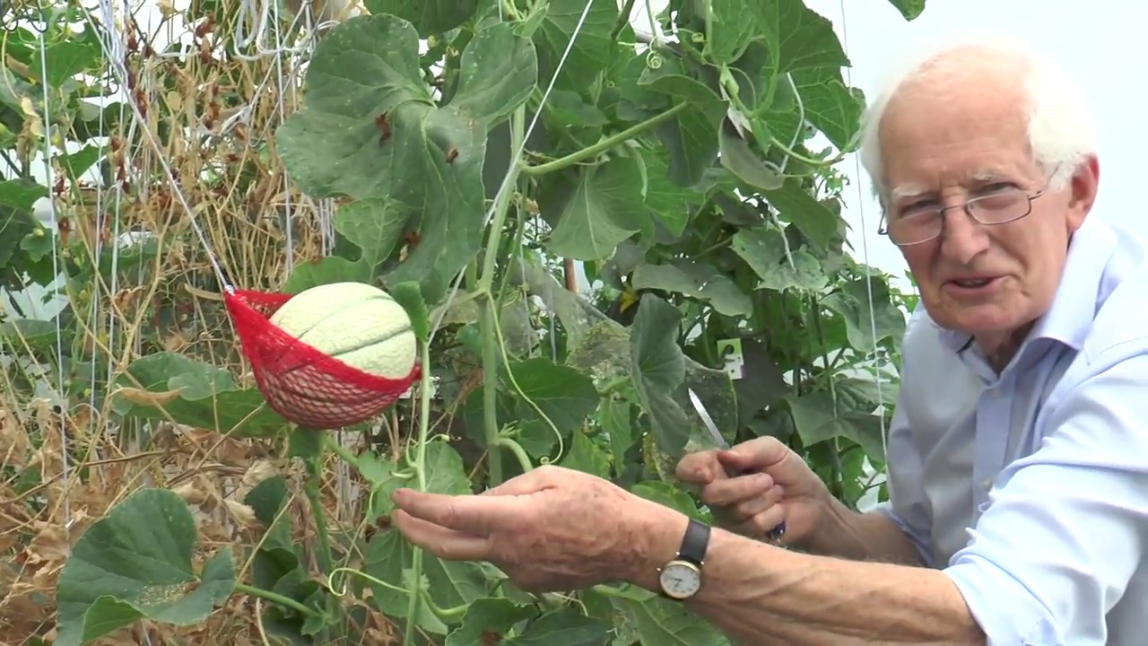 Growing Melons YouTube