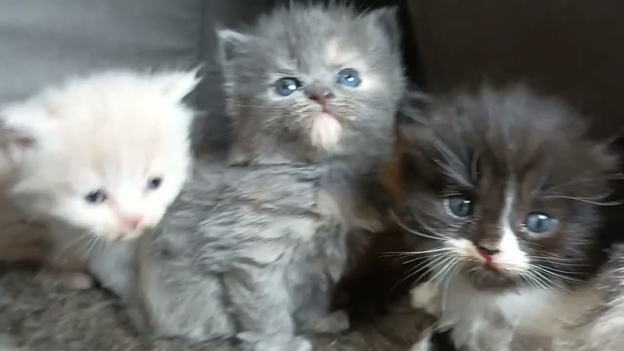 4 Week Old Peke Face Persian X Maine Coon Kittens! January 28, 2024