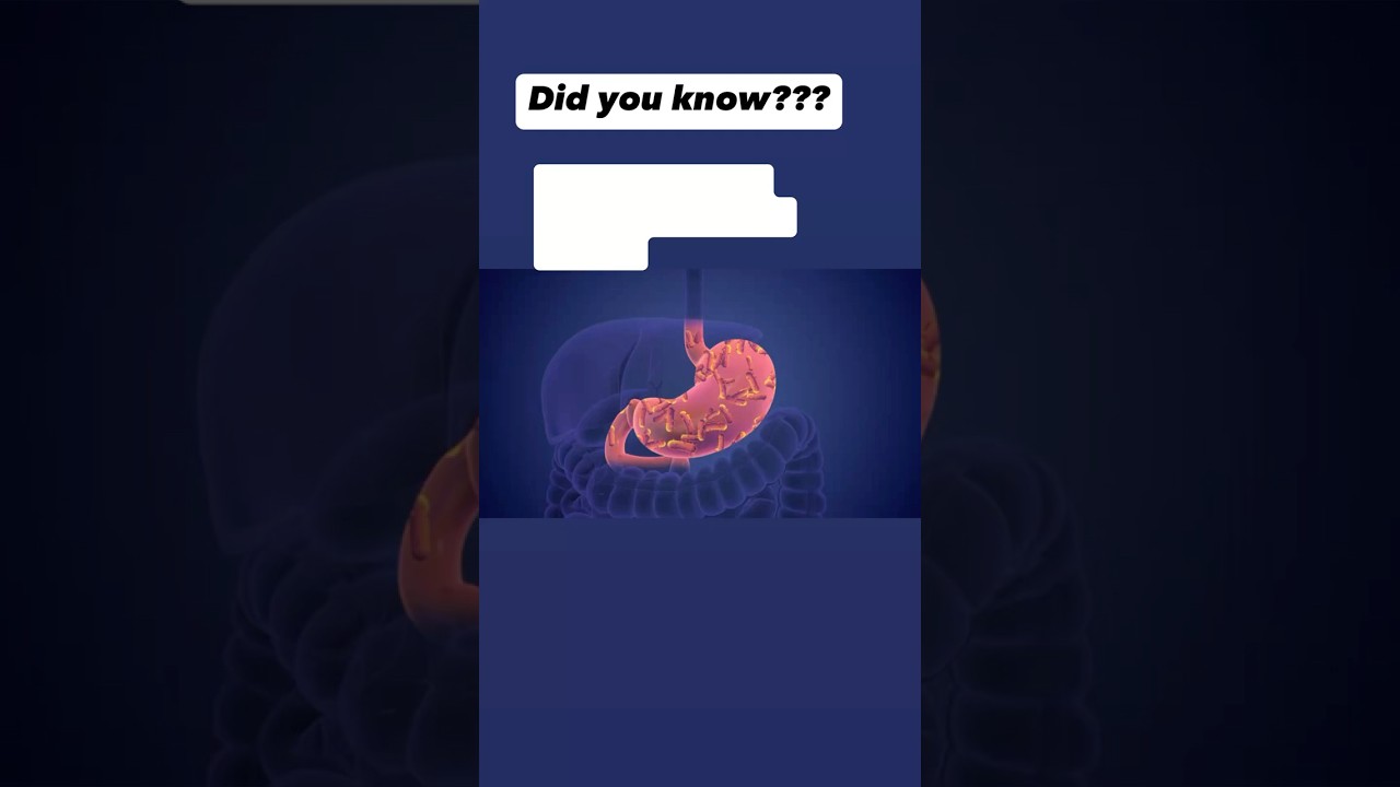 Why Your Stomach Doesn't Digest Itself: The Science Explained 