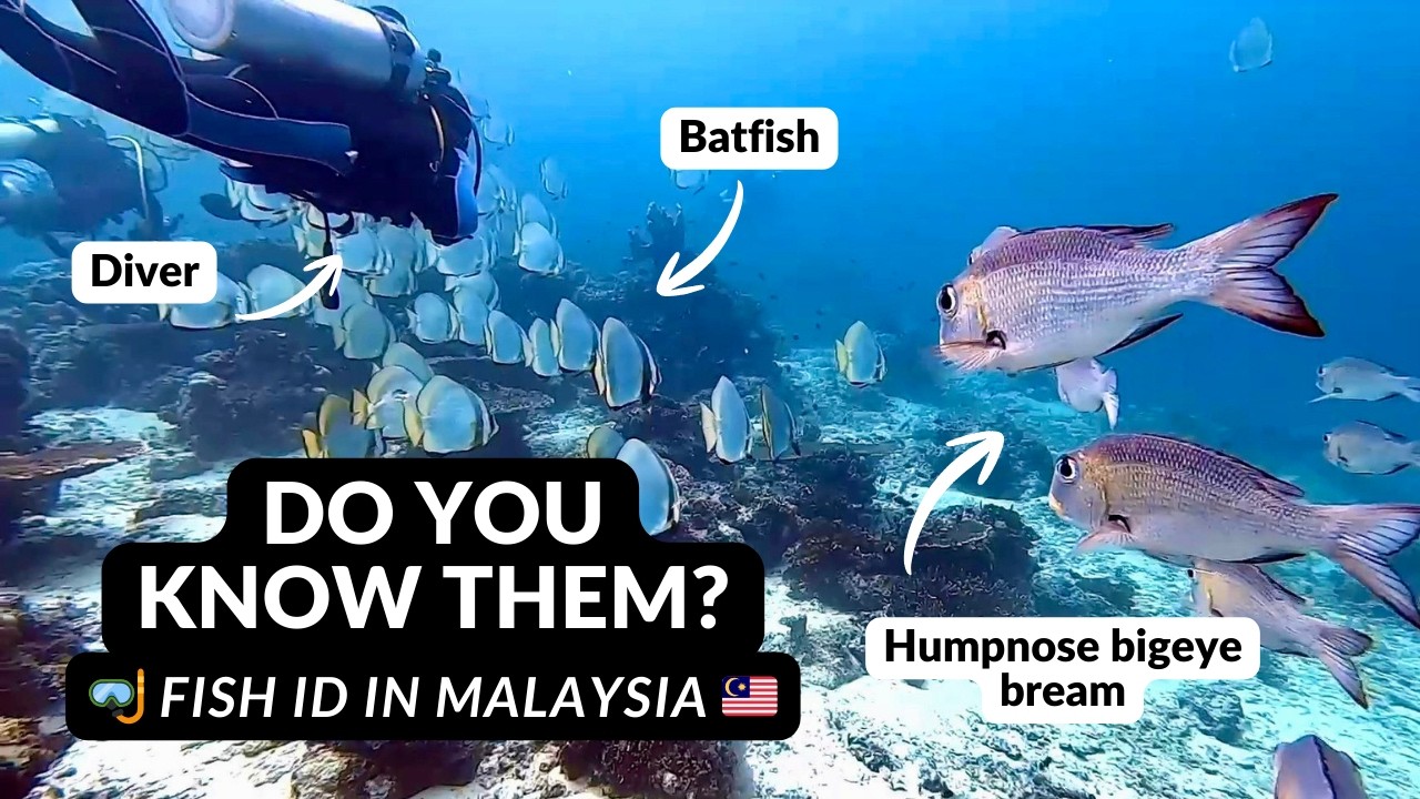Sipadan Fish Identification 🪸🐠🐢 Legendary Dive Sites & Marine Life