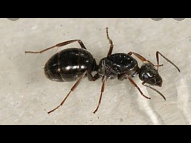 Полная информация о содержании муравьев serviformica fusca+залипательный Таймлапс!