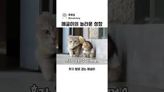 떼굴이의 놀라운 성장 #고양이 #cat