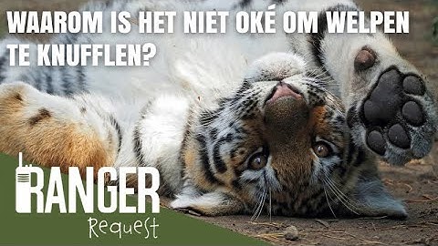 WAAROM IS HET NIET OKÉ OM WELPEN TE KNUFFELEN? | Ranger Request