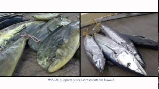 Lets Go Fishing - Stock Essments