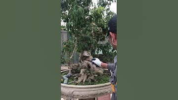 Đục cây thế nào là đẹp / Nghệ nhân Vũ Minh Châu | YÊU CÂY